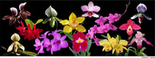 orchids galore.jpg